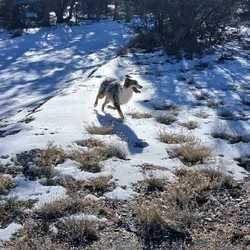Australian Shepherd