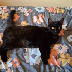 Beautiful Young Cat