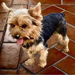 Female Yorkie