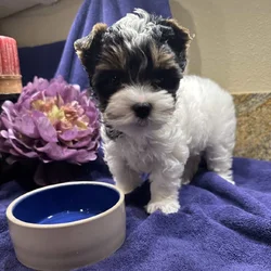 Biewer Terrier Female
