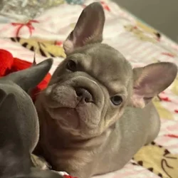 2500 fluffy French bulldogs