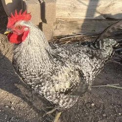 Rooster for sale