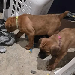 Double Registered Cane Corso's Puppies