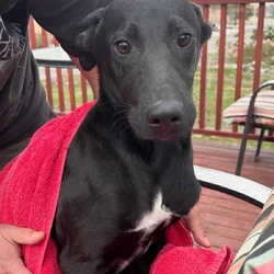 Rehoming Lab puppy mix
