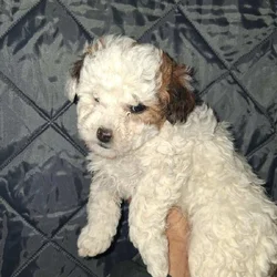Maltipoo