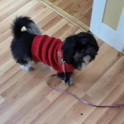 Loving Shih Tzu Seeking New Home