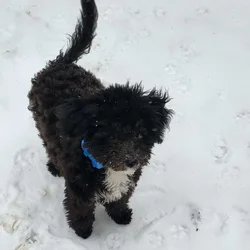 Mini Labradoodle Male (Rocky)
