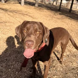 Chocolate Labrador- Hank