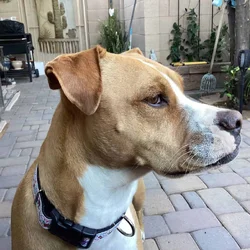 Fostered Boxer sisters need a forever home
