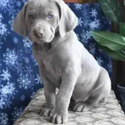 AKC Weimaraner Male Puppies For Sale