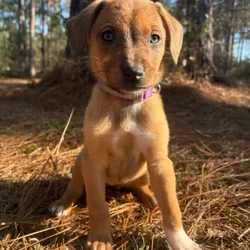 Aussie x Blackmouth Cur puppies for adoption