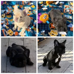 Fluffy French Bulldog puppies