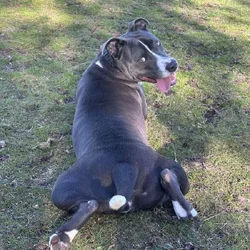 Sweet, energetic pup