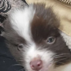 Pomeranian small and sweet