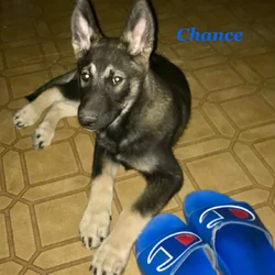 German Shepherd