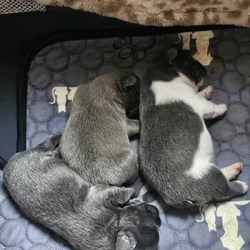 Fluffy French bulldog puppies