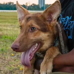 Meet Stewie (rare colored)