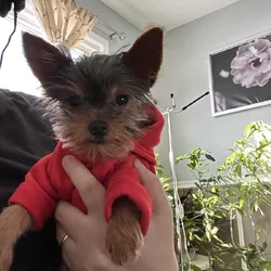 Yorkshire terrier puppy