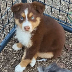 Ckc registered australian shepherd standard