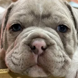 Olde English bulldog puppies