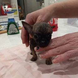 Cute Chihuahua puppies