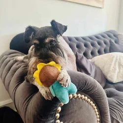 AKC Black & Silver Mini Schnauzer 3 yrs old