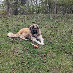 Handsome Anatolian Pyrenees