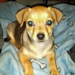 Chorkie male puppy