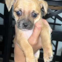 Needs forever home