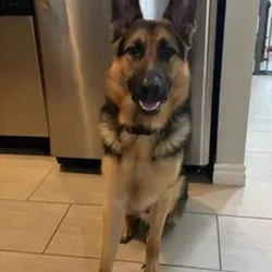 German shepherd