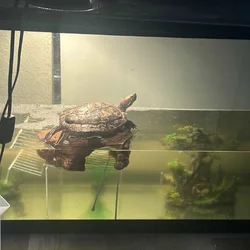 Homeless Slider