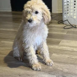 Standard poodle