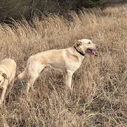 Lab mix