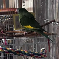 Green conour