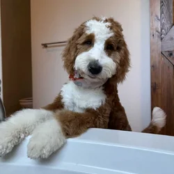 Tater (Bernedoodle F1) Needs a Home