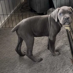 Cane corso