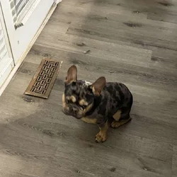 Frenchie merle