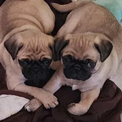 Ready for their furever home.