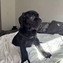 Cane Corso puppies for sale
