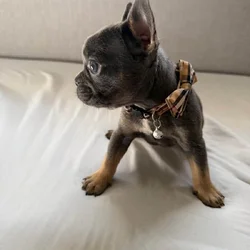 French Bulldog puppies for sale