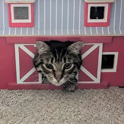 Fixed young male cat, Timmy
