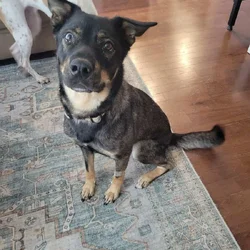 Lovable Husky/Rottie mix