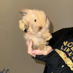 Dwarf Lop Bunnies