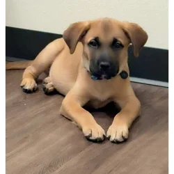 10 Week Old Puppy