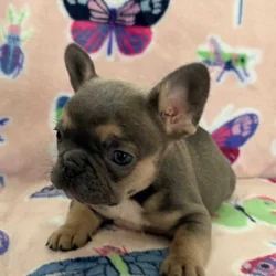 French bulldog puppys