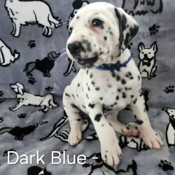Dalmatian Puppies