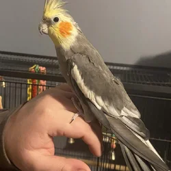 Selling 2 Cockatiels asap $100-150