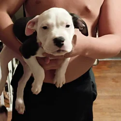 pitbull puppies