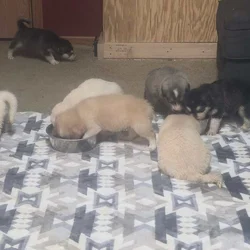 10 pyrenees x malmute hybrid puppies