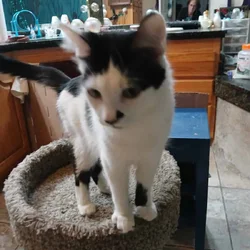 Rehoming 18 month old female cat